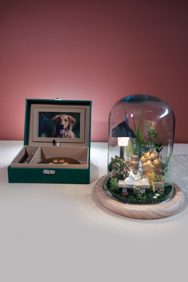 Glass Dome with 3D paw